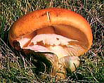 Amanita Cesarea.