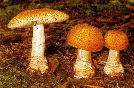 Amanita rubescens