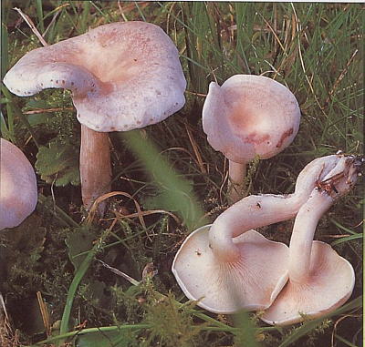 Clitocybe cerussata