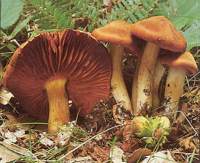 Cortinarius orellanus