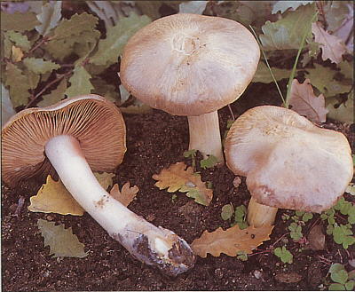 Entoloma sinuatum