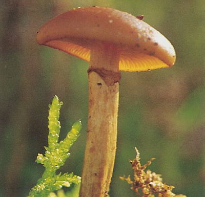 Galerina marginata