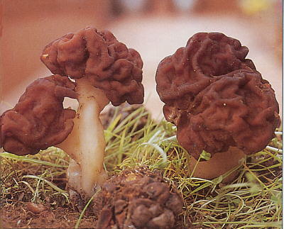 Gyromitra esculenta