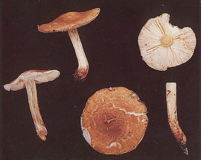 Lepiota helveola