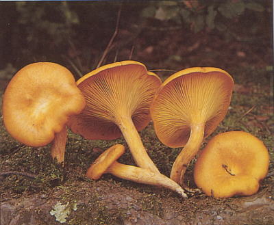 Ophalotus olearius