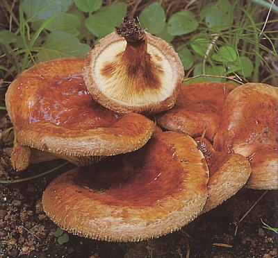 Paxillus involutus