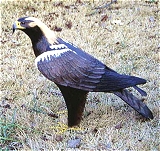 Aguila imperial.
