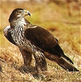Águila perdicera (Hieraëtus fasciatus)