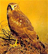 Hembra de aguilucho pálido