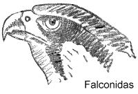 Falconidas