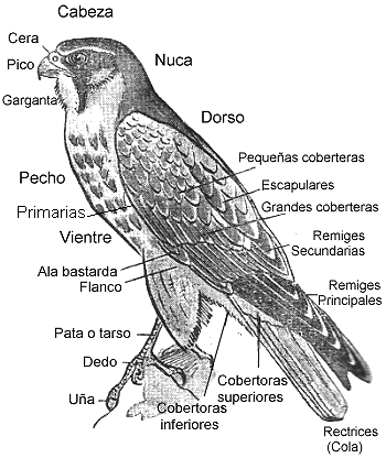 nomenclatura de las rapaces