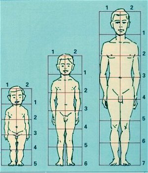 sistema Colonos Relación Canon del cuerpo humano y proporciones.
